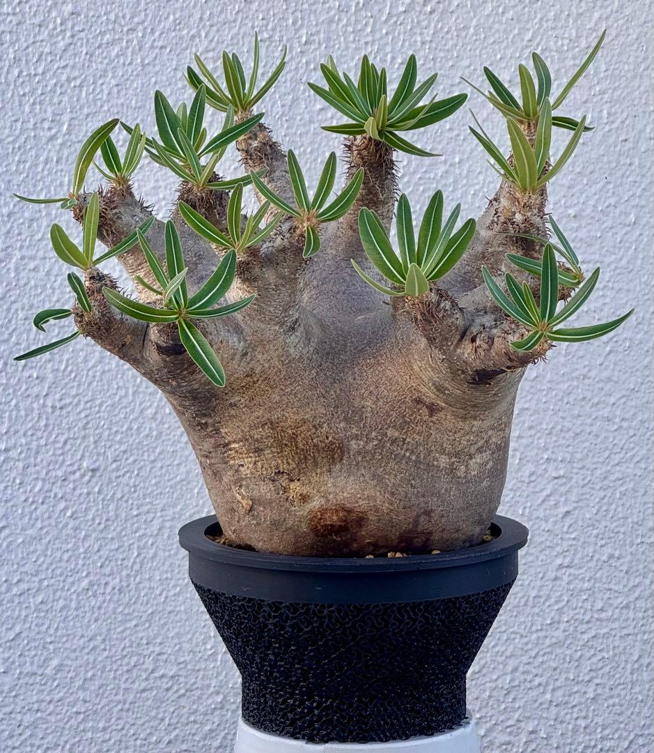 パキポディウム イノピナツム　発根済み　コレクション株　巨大イノピナツム