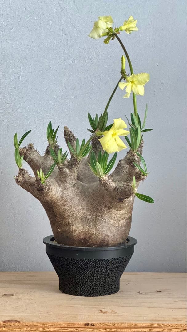 パキポディウム イノピナツム　発根済み　コレクション株　巨大イノピナツム