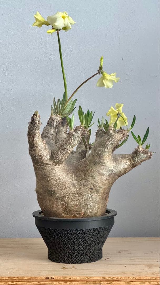 パキポディウム イノピナツム　発根済み　コレクション株　巨大イノピナツム