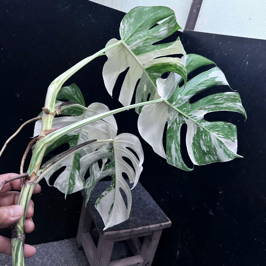 ら*と様 斑入りモンステラホワイトタイガー55cm 大型葉 極美株 ベアルート