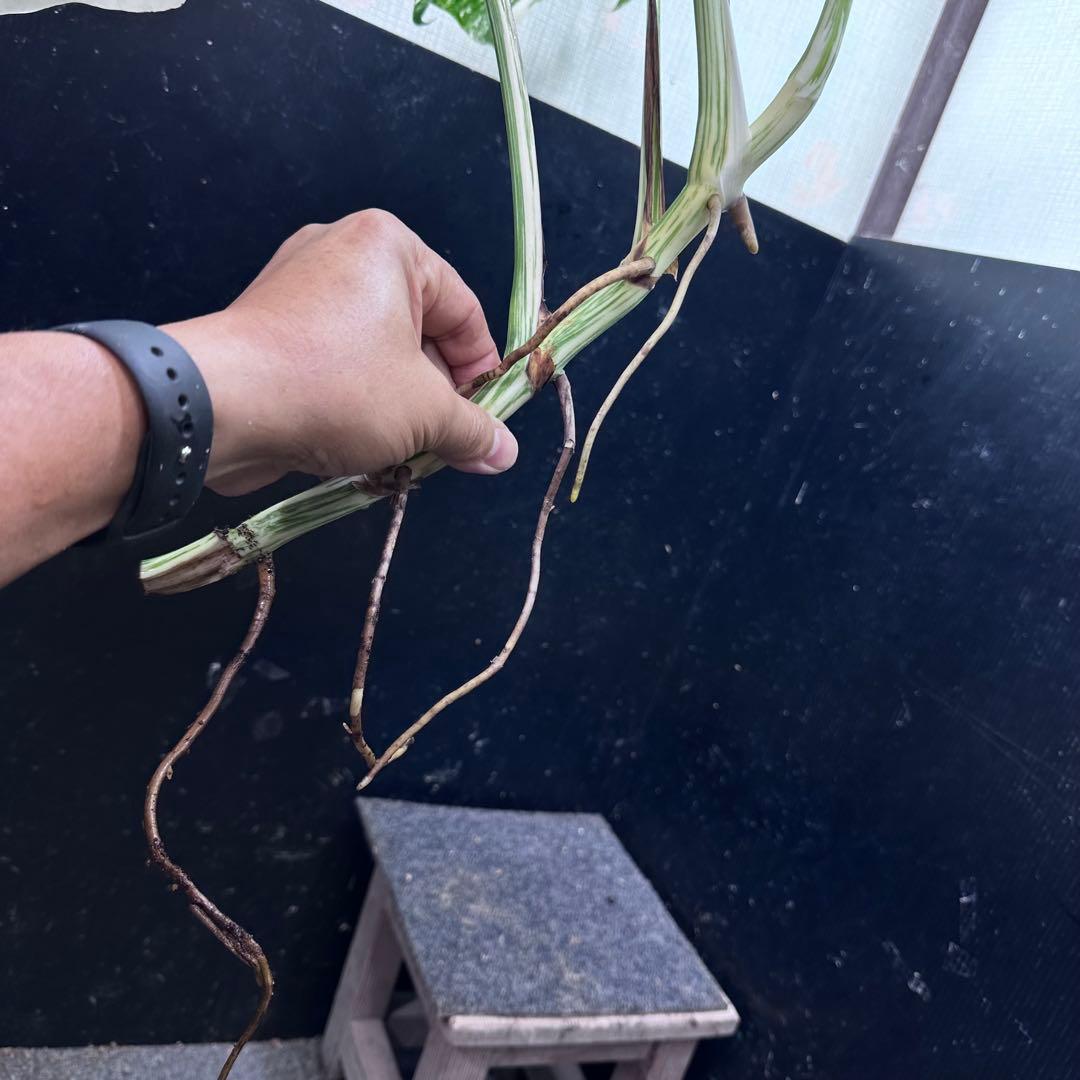 ら*と様 斑入りモンステラホワイトタイガー55cm 大型葉 極美株 ベアルート