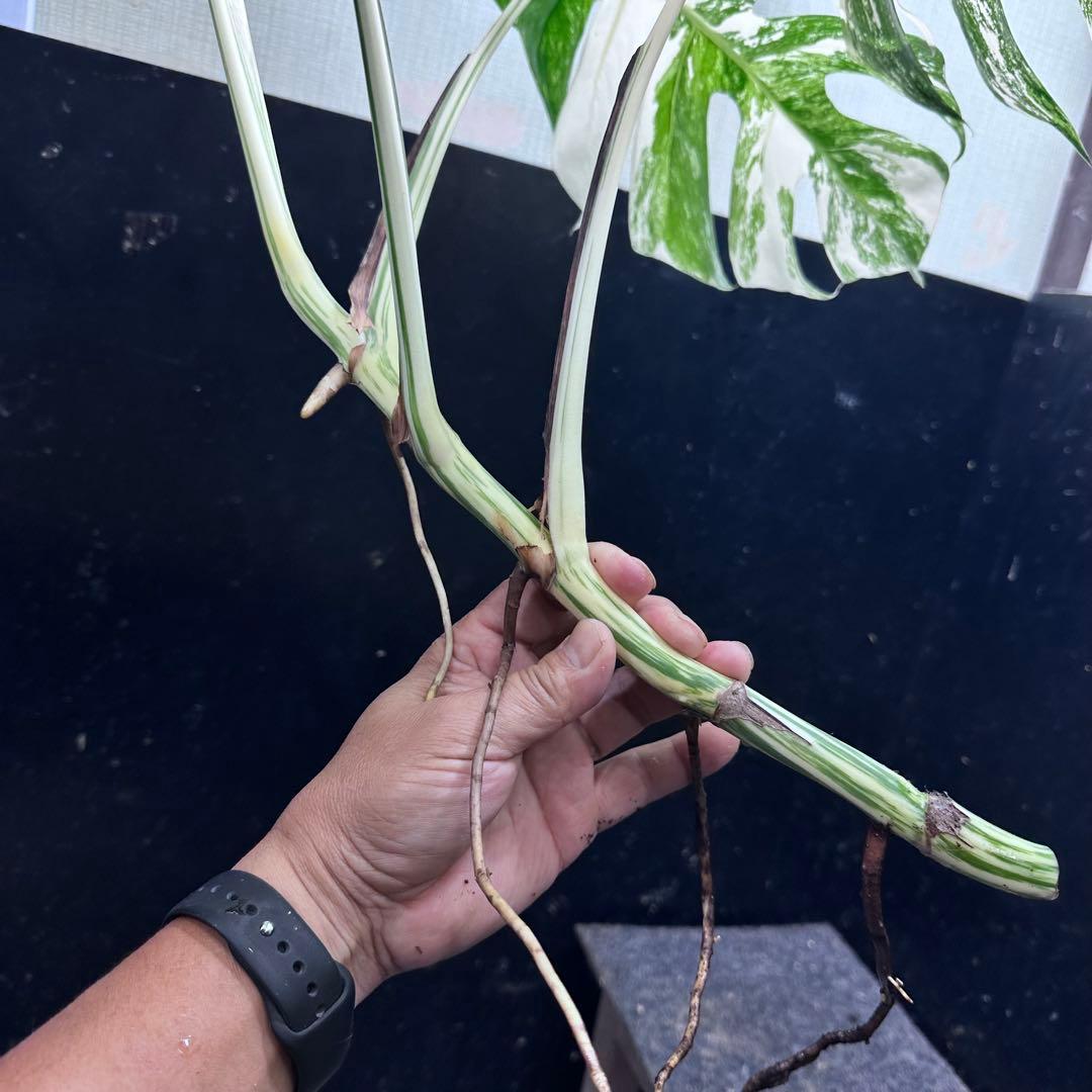 ら*と様 斑入りモンステラホワイトタイガー55cm 大型葉 極美株 ベアルート