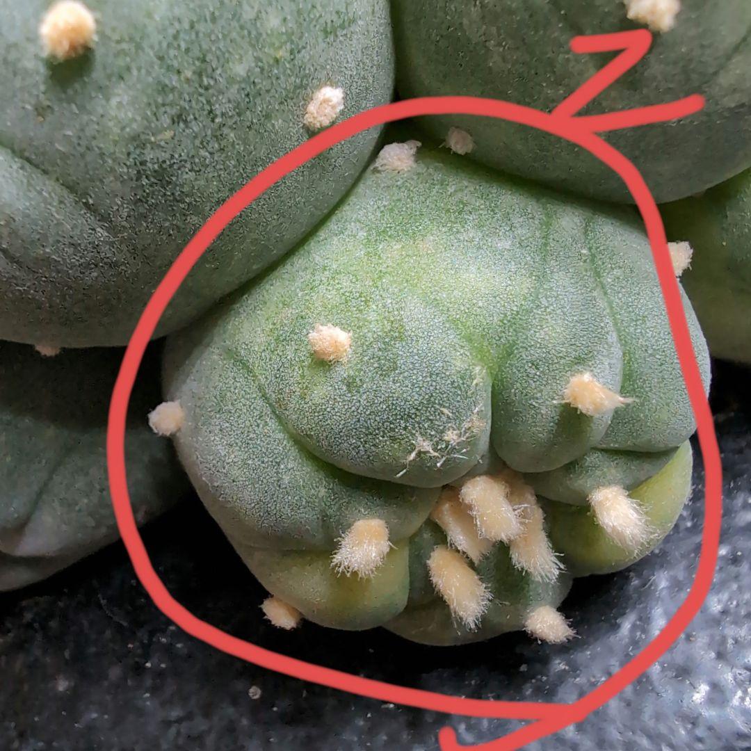 はたく　谷田貝　赤花銀冠玉錦　かき仔2個