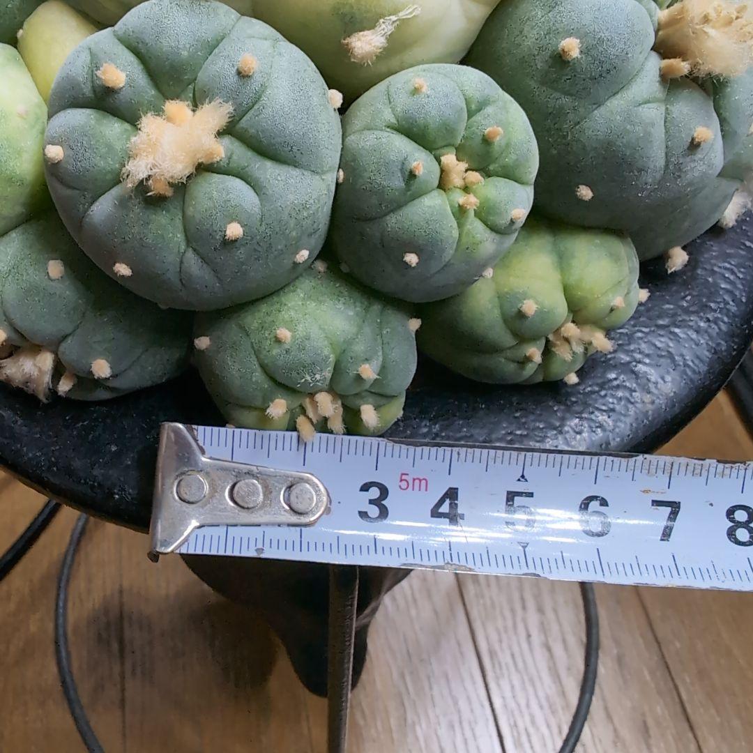 はたく　谷田貝　赤花銀冠玉錦　かき仔2個