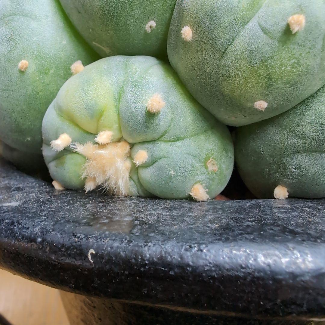 はたく　谷田貝　赤花銀冠玉錦　かき仔2個