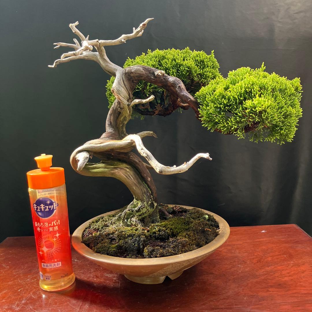 糸魚川真柏 盆栽