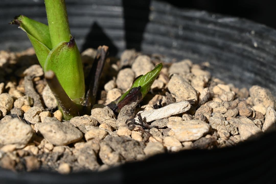 クリスマスローズ　ddブラック　加藤農園