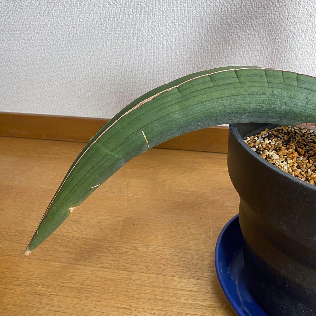 サンスベリア エーレンベルギー バナナ S.Banana