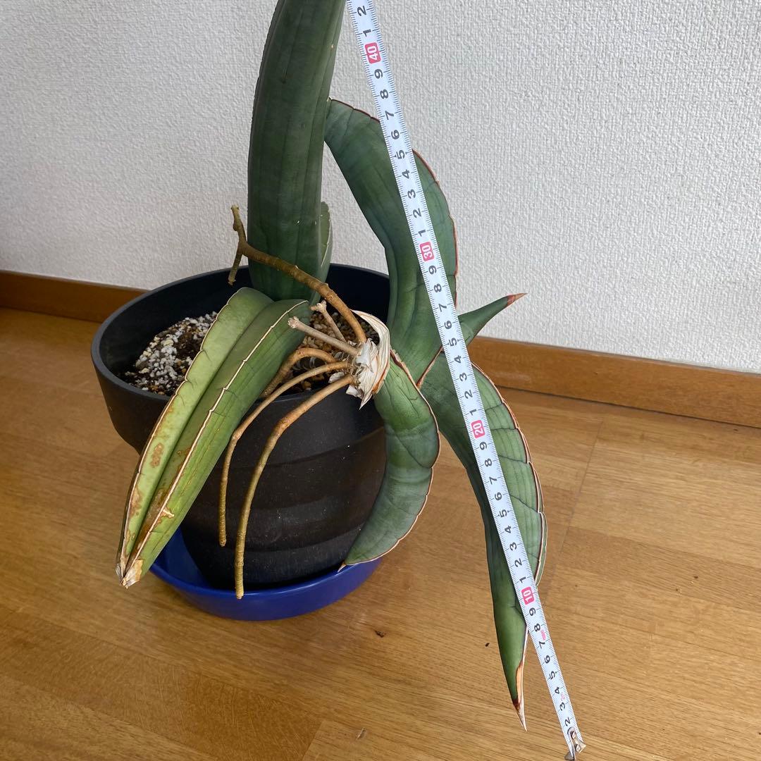 サンスベリア エーレンベルギー バナナ S.Banana