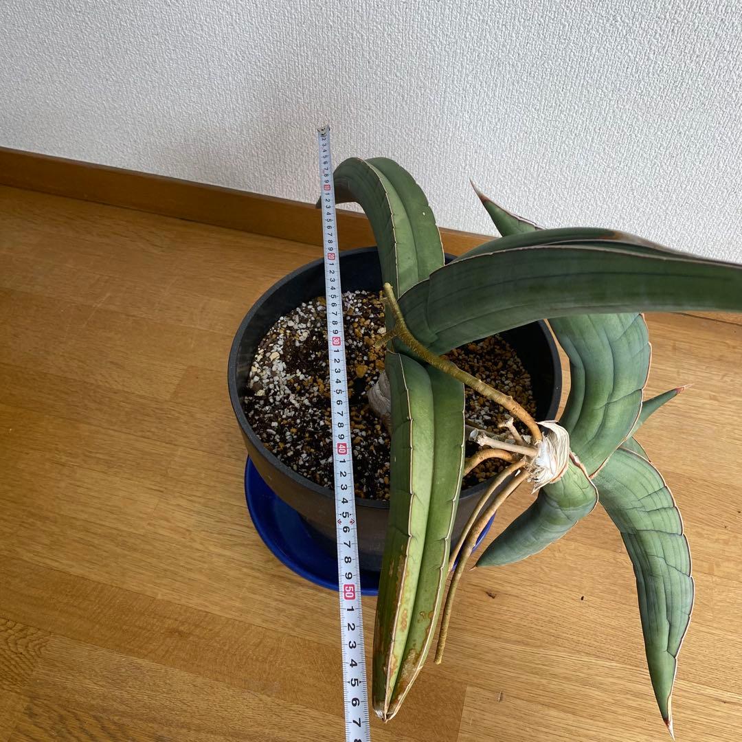 サンスベリア エーレンベルギー バナナ S.Banana