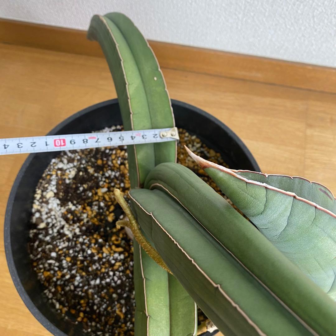 サンスベリア エーレンベルギー バナナ S.Banana