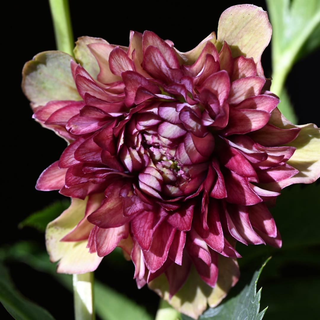 クリスマスローズ 超多弁レッドリバーシブル 開花株