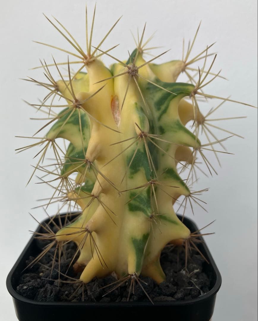 王冠竜錦　斑入り　フェロカクタス　カキコ　発根済み　検）アガベ　パキプス　塊根