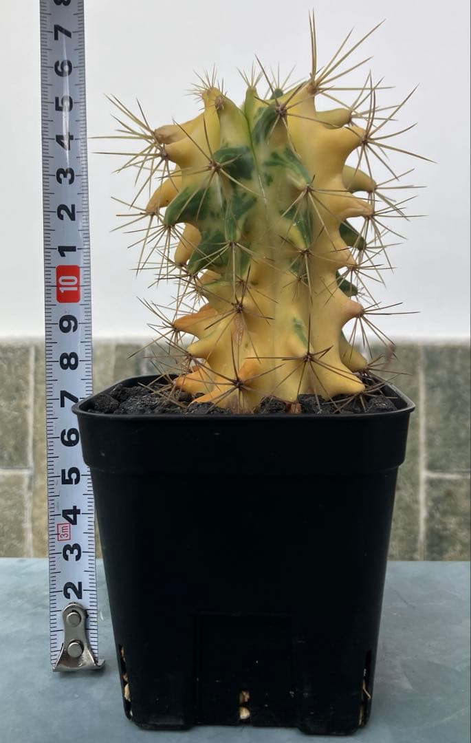 王冠竜錦　斑入り　フェロカクタス　カキコ　発根済み　検）アガベ　パキプス　塊根