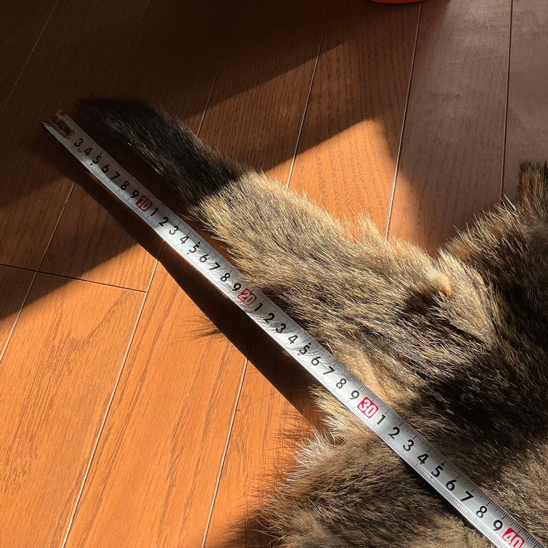 ジビエ　スカルと毛皮　ハクビシン① 頭骨標本　　食猟師謹製