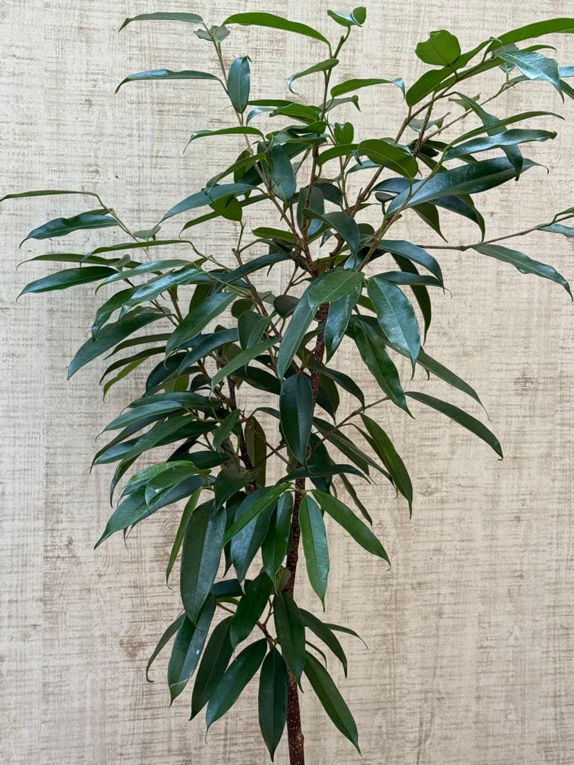 ☆ フィカス アムステルダムキング♪ 120cm 陶器鉢♪