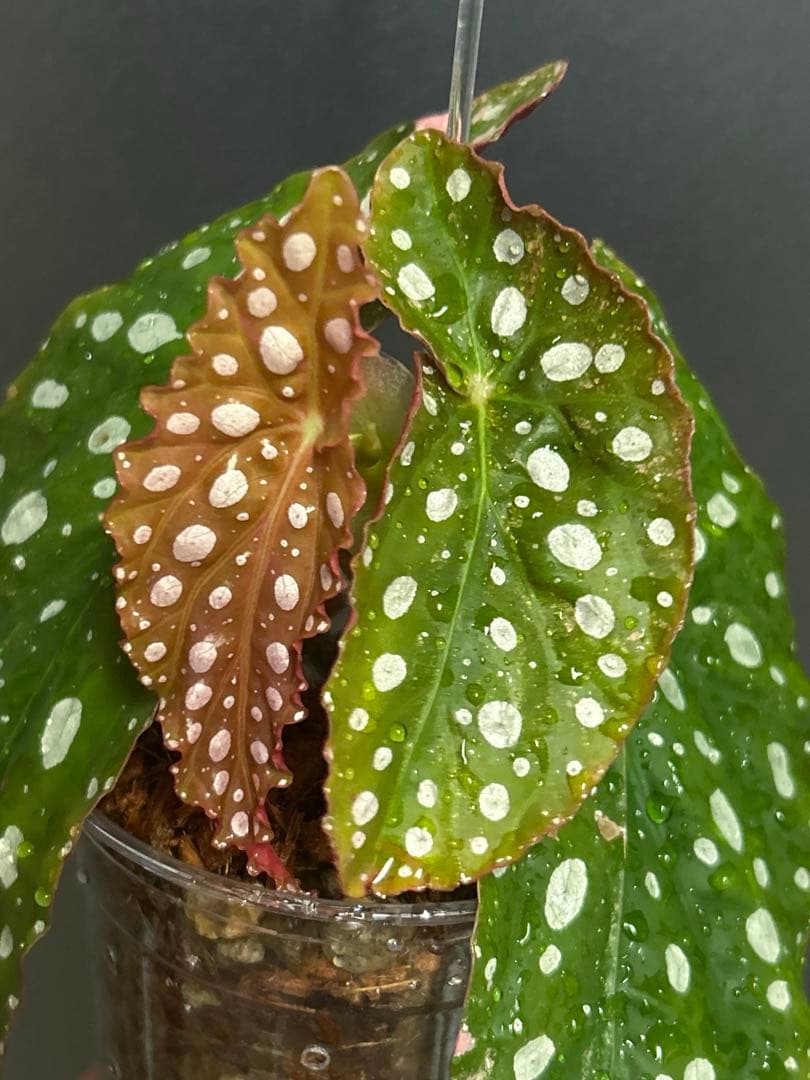 【希少】 ベゴニア　マクラータ　斑入り　ピンク