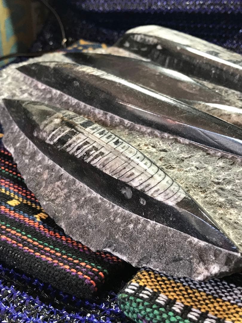 ◉モロッコ産【オルソセラス群/直角貝群】古生代デボン紀/化石[001