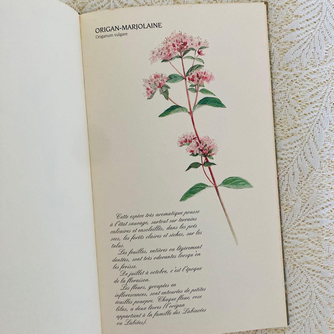洋書　古書　フランスの植物図鑑　淡くやさしい水彩画♡　野の花　ハーブ