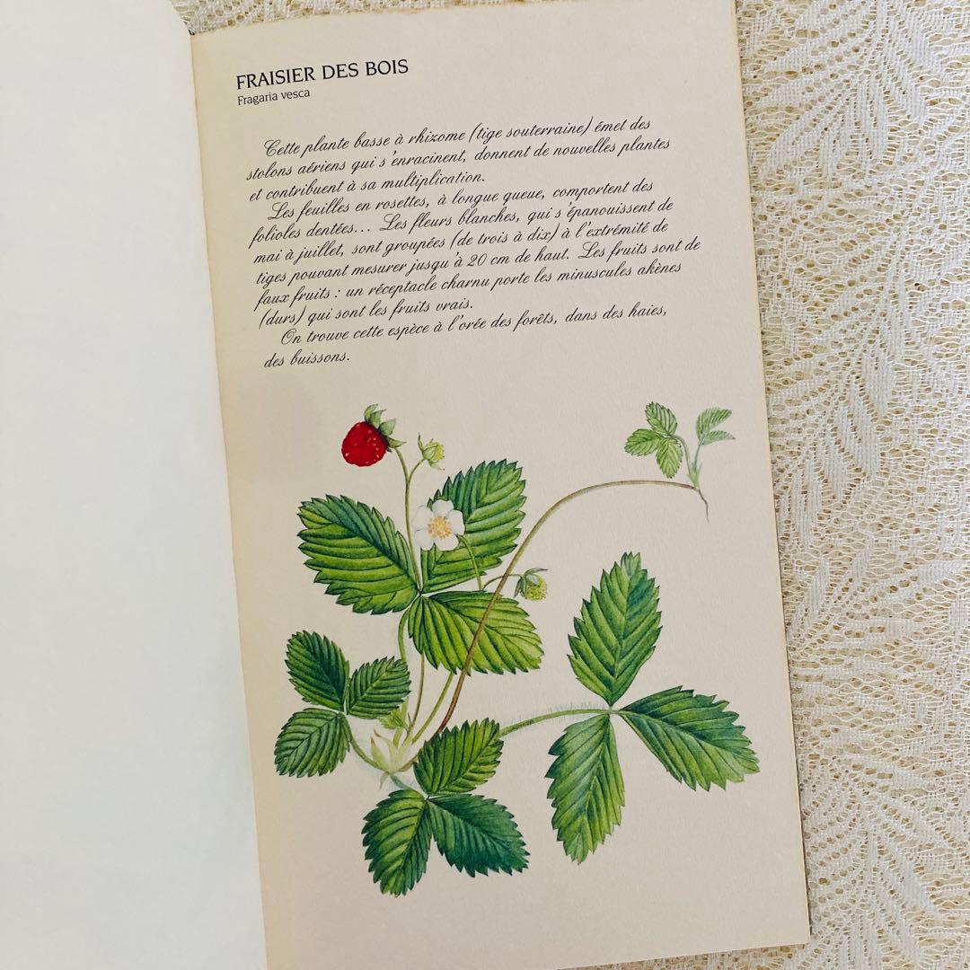 洋書　古書　フランスの植物図鑑　淡くやさしい水彩画♡　野の花　ハーブ