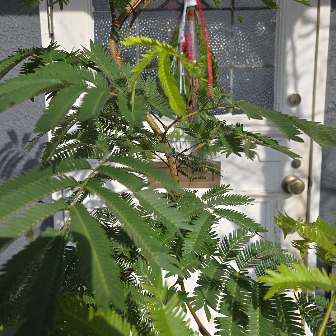 ⑤　エバーフレッシュ　曲がり仕立て10号特大苗木最高等級極上品‼️ おしゃれ 鉢