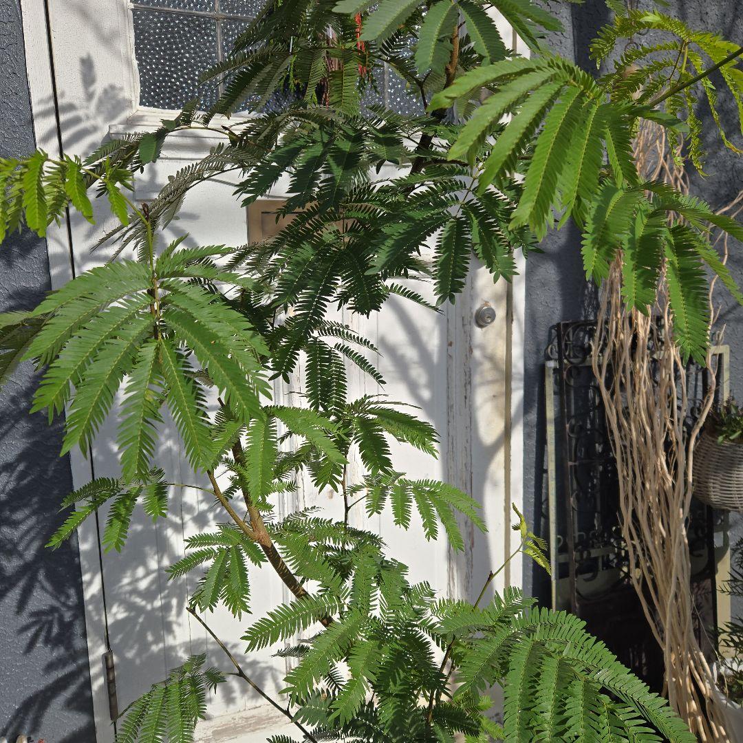 ⑤　エバーフレッシュ　曲がり仕立て10号特大苗木最高等級極上品‼️ おしゃれ 鉢