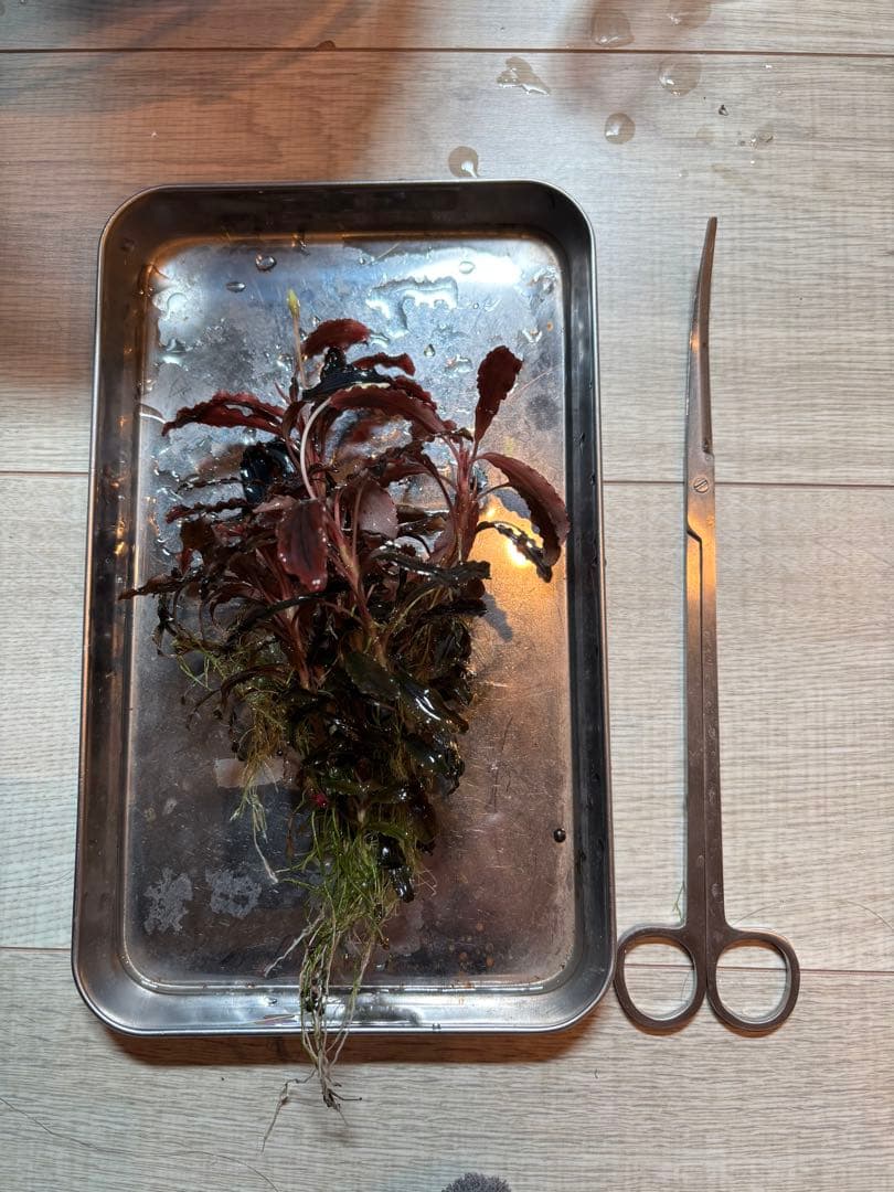 【極美ラメ、群生株】ブセファランドラ・クダガン