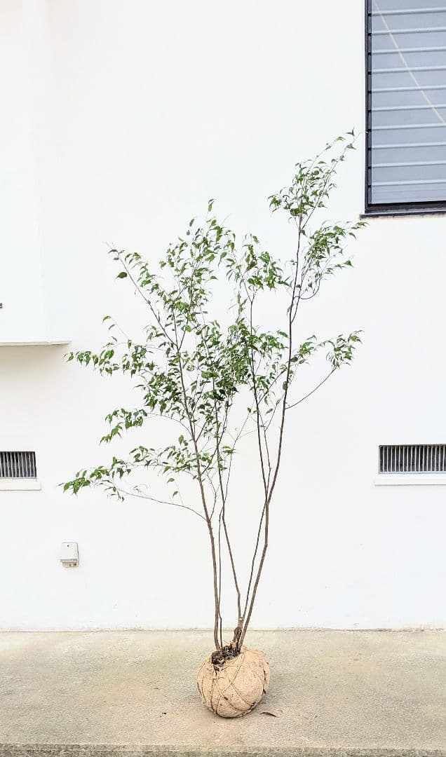 優秀。山採りハイノキ。