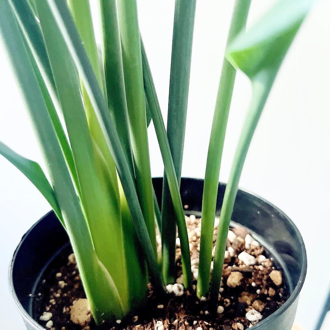 ストレリチア ノンリーフ 希少な二株植え‼️ 観葉植物