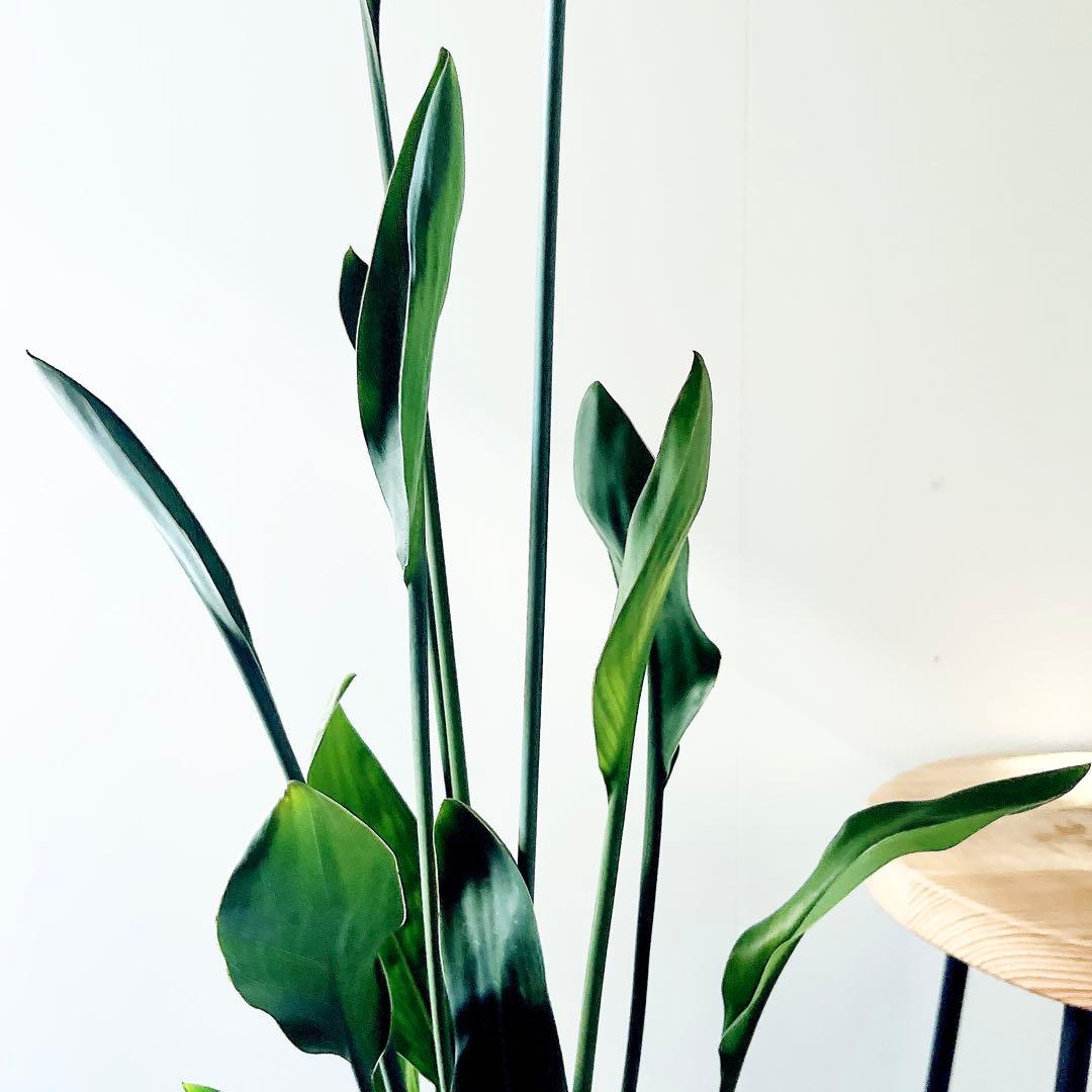 ストレリチア ノンリーフ 希少な二株植え‼️ 観葉植物