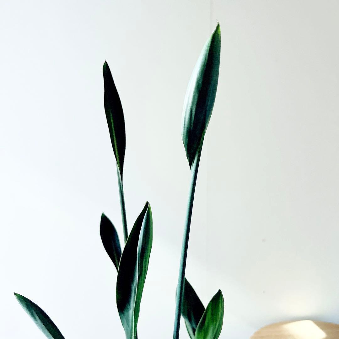 ストレリチア ノンリーフ 希少な二株植え‼️ 観葉植物