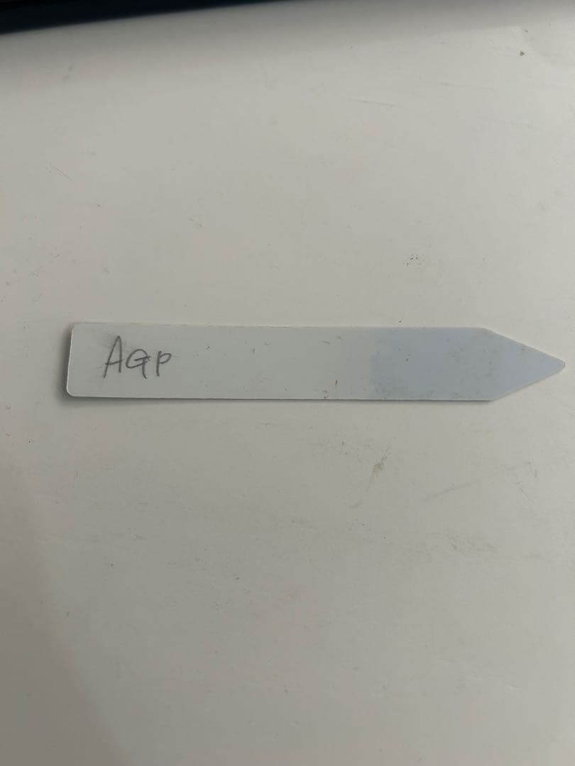 ビカクシダ willinckii Gn.Argopuro親株