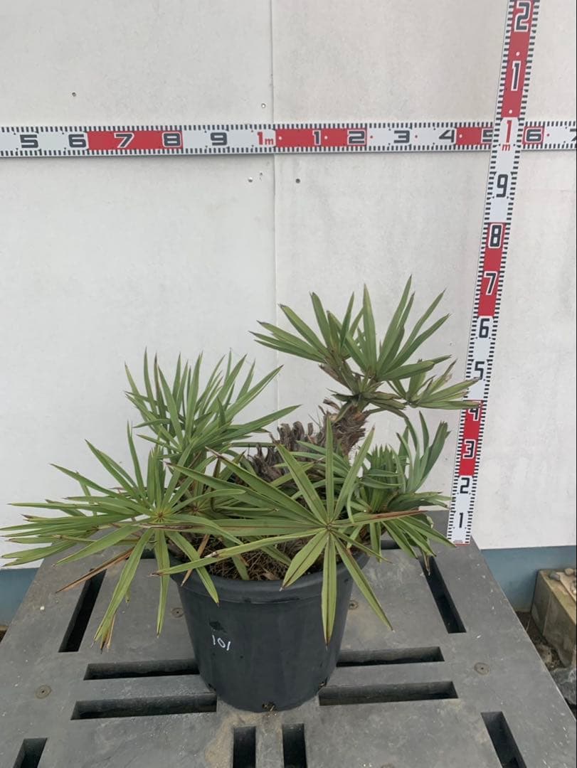 トリスリナックス　みのり（やまのうち）ページ