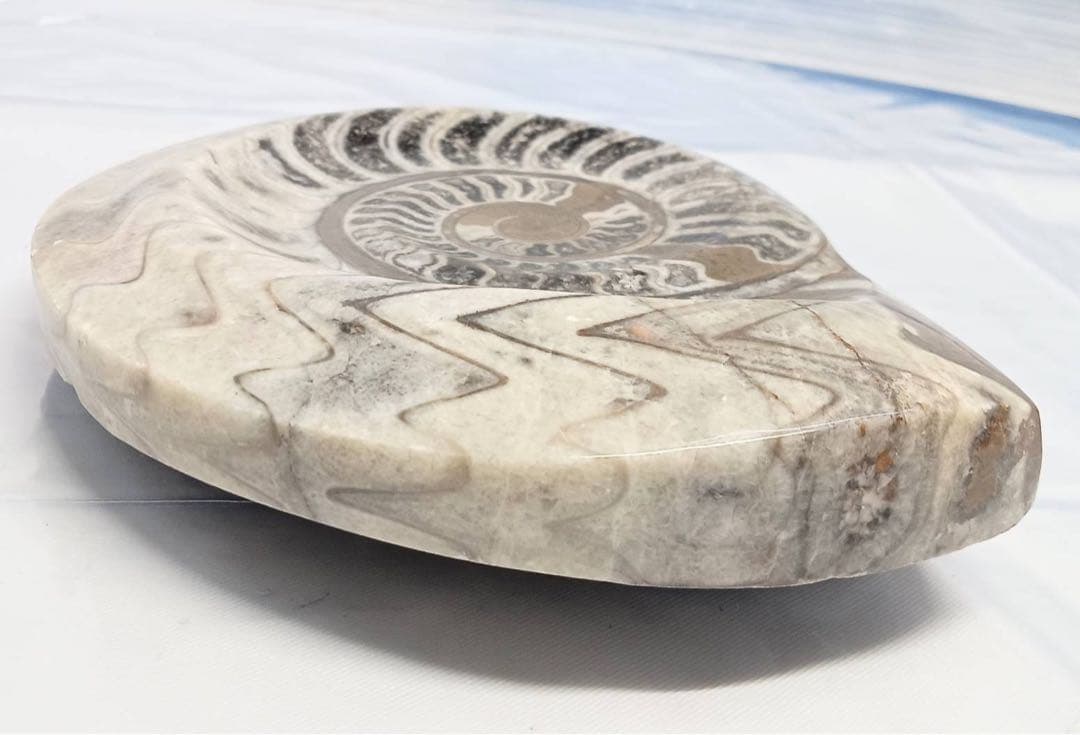 希少 アンモナイト 化石 標本 インテリア 置物 アンティーク