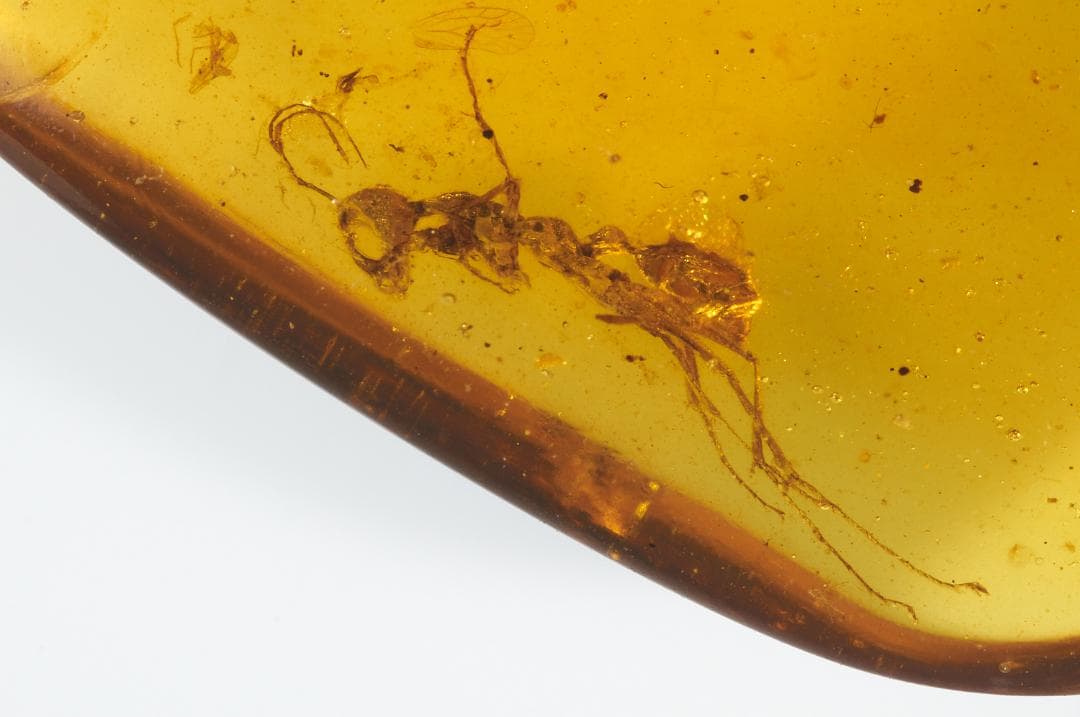 レア極上品 PA0098虫入り琥珀化石　ミャンマーカムティかタナイ9900万年前