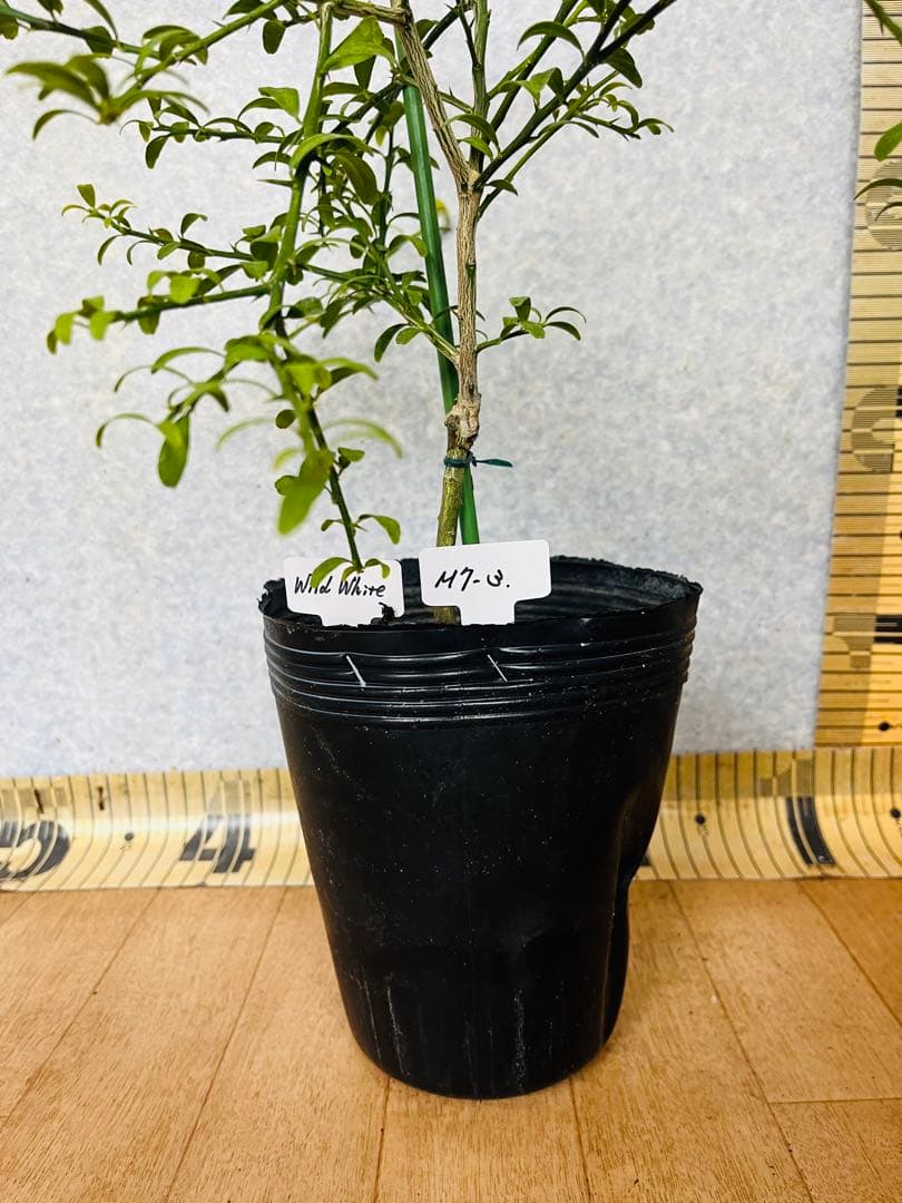 柑橘2年生　フィンガーライム接木苗／苗　3鉢セット　撮影品発送