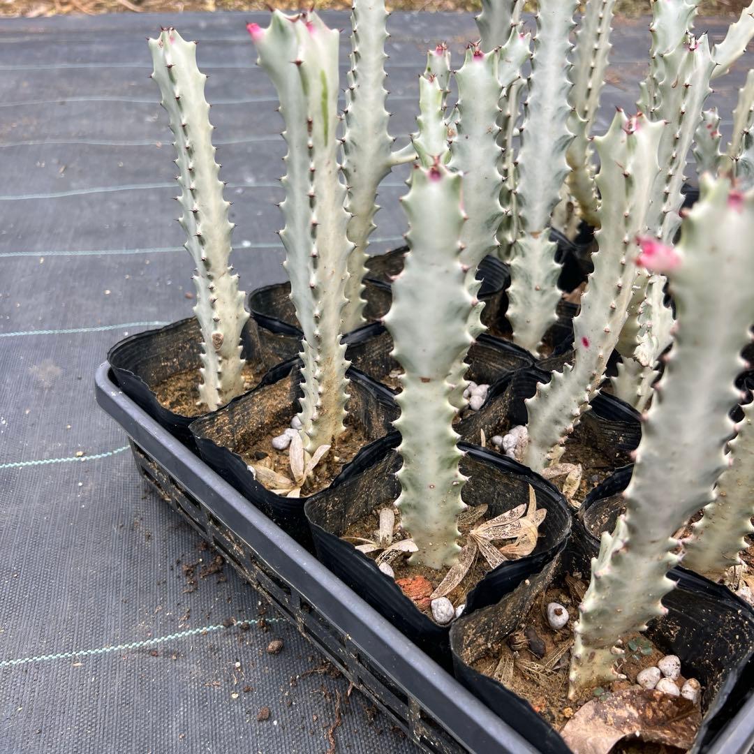 ホワイトゴースト 発根済み 24本まとめ売り