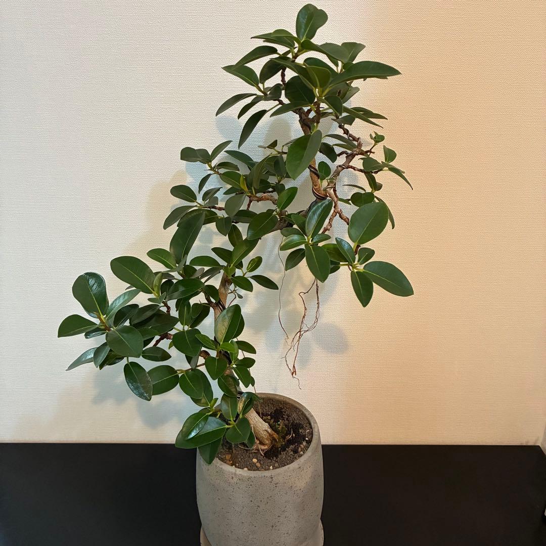 フランスゴム　曲がり　陶器鉢