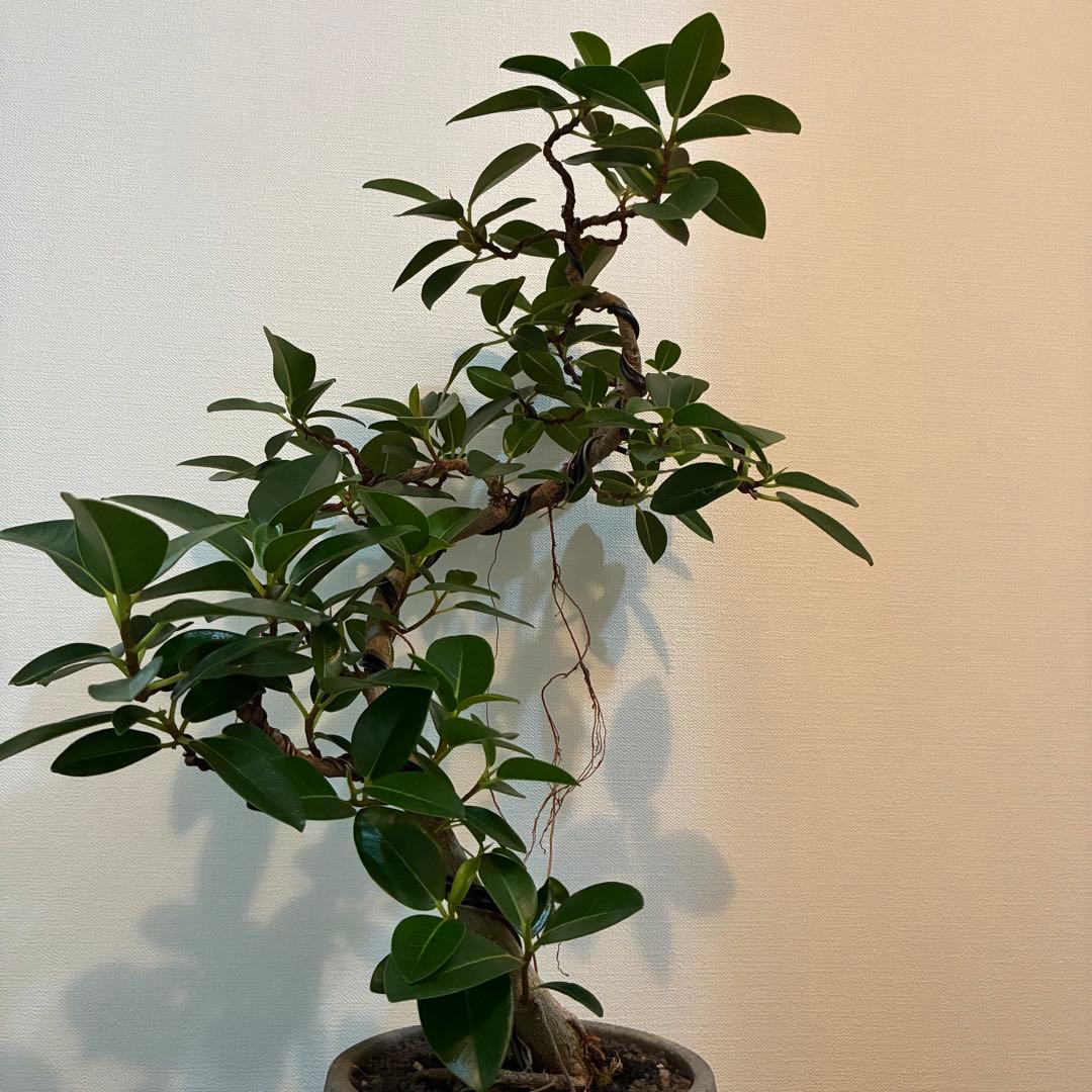 フランスゴム　曲がり　陶器鉢