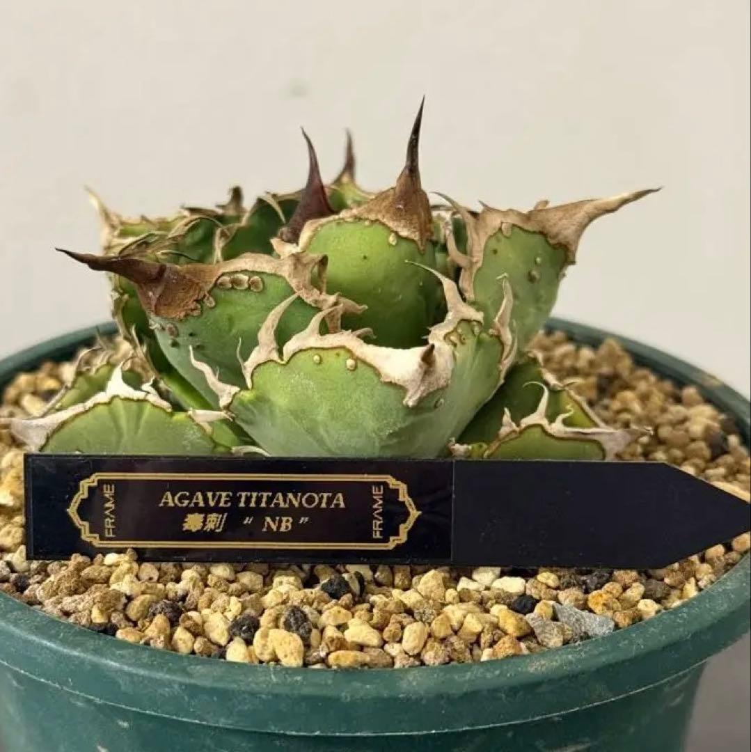 アガベ Mesmerizing Spines-NB ブツブツ 毒刺（親株）