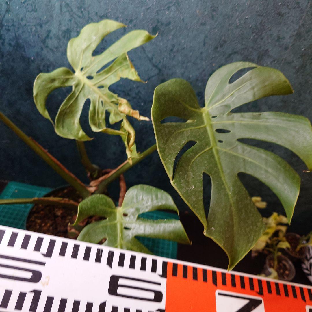 【美樹形】モンステラデリシオーサ　コンパクタ　本物ガチムチ穴あき　新葉割れ大