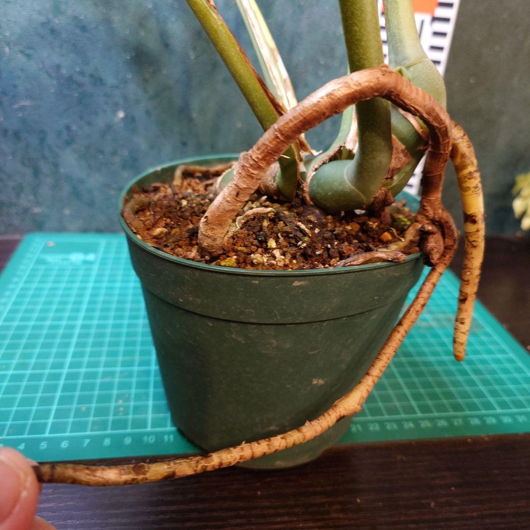 【美樹形】モンステラデリシオーサ　コンパクタ　本物ガチムチ穴あき　新葉割れ大