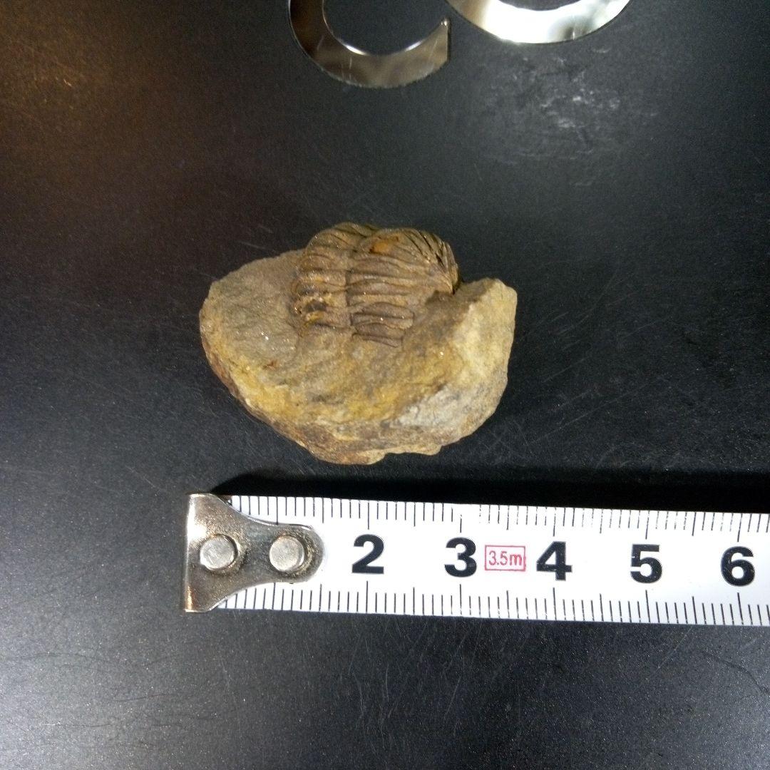 三葉虫　化石　fossil　ボリビア産　trilobite　三葉虫判別⑤