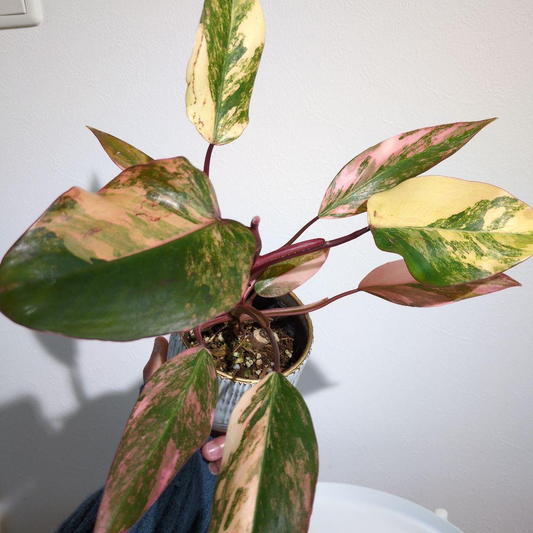 【美斑・極株】フィロデンドロン ストロベリーシェイク /メルカリ便