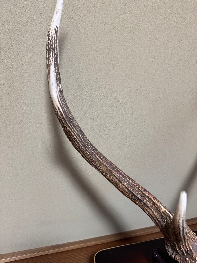 蝦夷鹿（エゾシカ）／角の標本（台座付き）