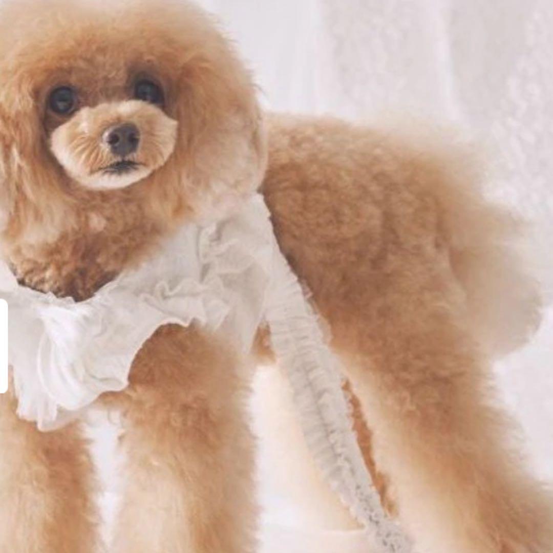 シェリークチュール　 cherircouture フリフリハーネス　ホワイト　S