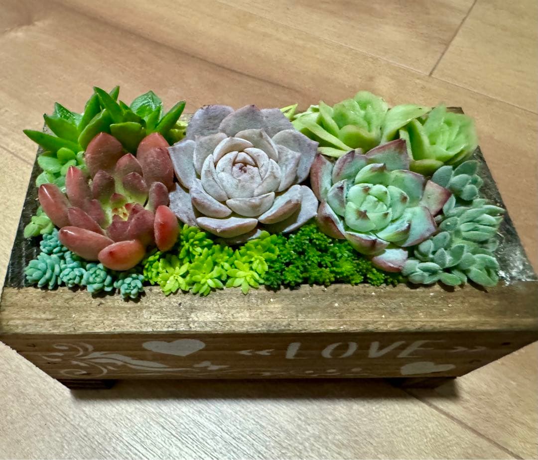 多肉植物 寄せ植え 木箱 アイスローズ ステンシル 木工 ちまちま寄せ