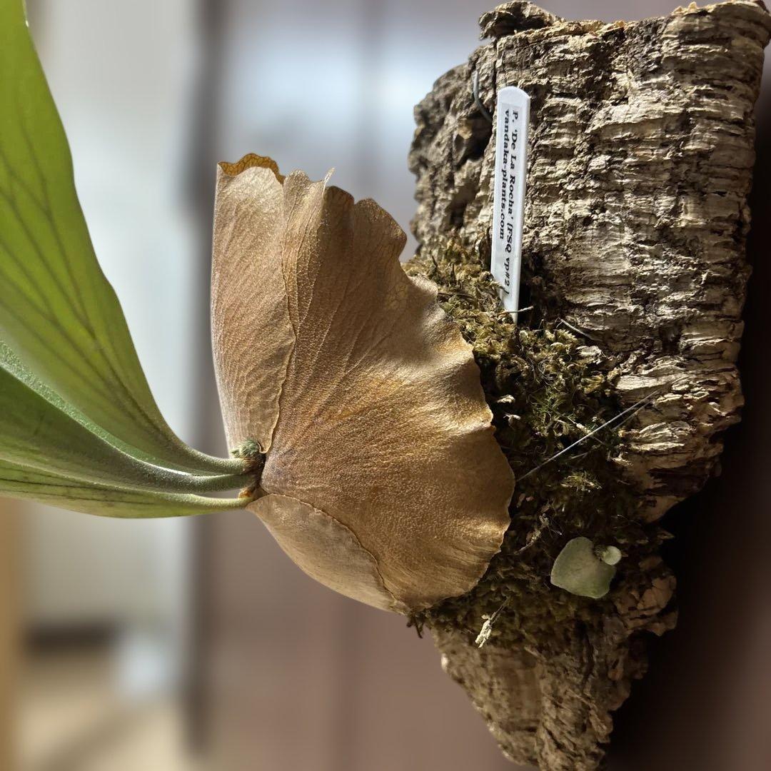 ビカクシダ　デラロッチャ（vandaka）　P. FSQ（vp#2)