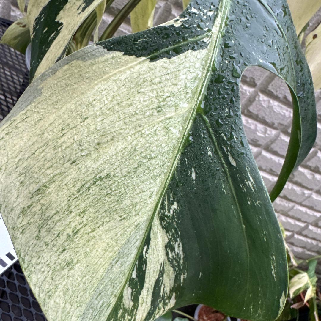 ＊モンステラ＊ミント＊Monstera＊Mint＊