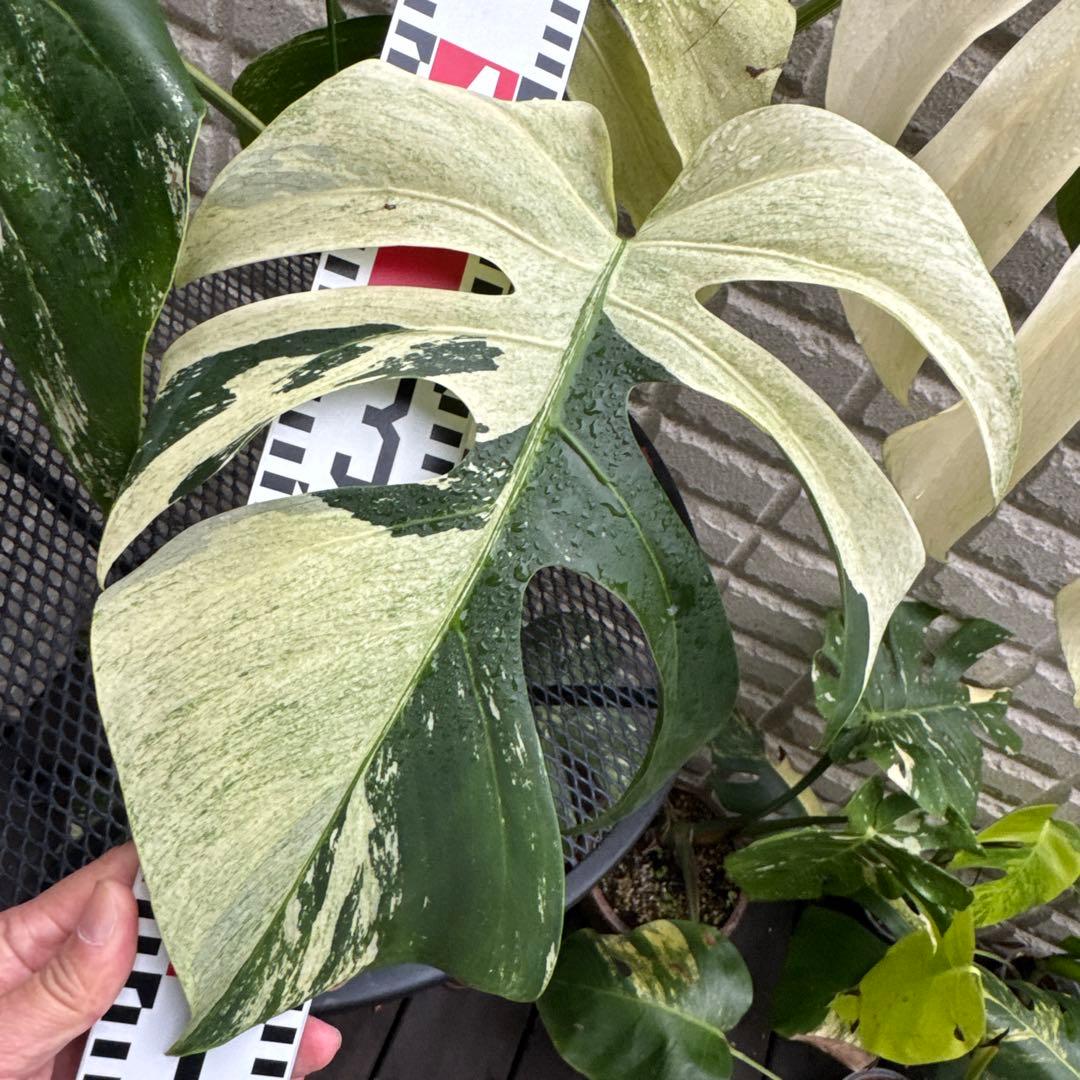 ＊モンステラ＊ミント＊Monstera＊Mint＊